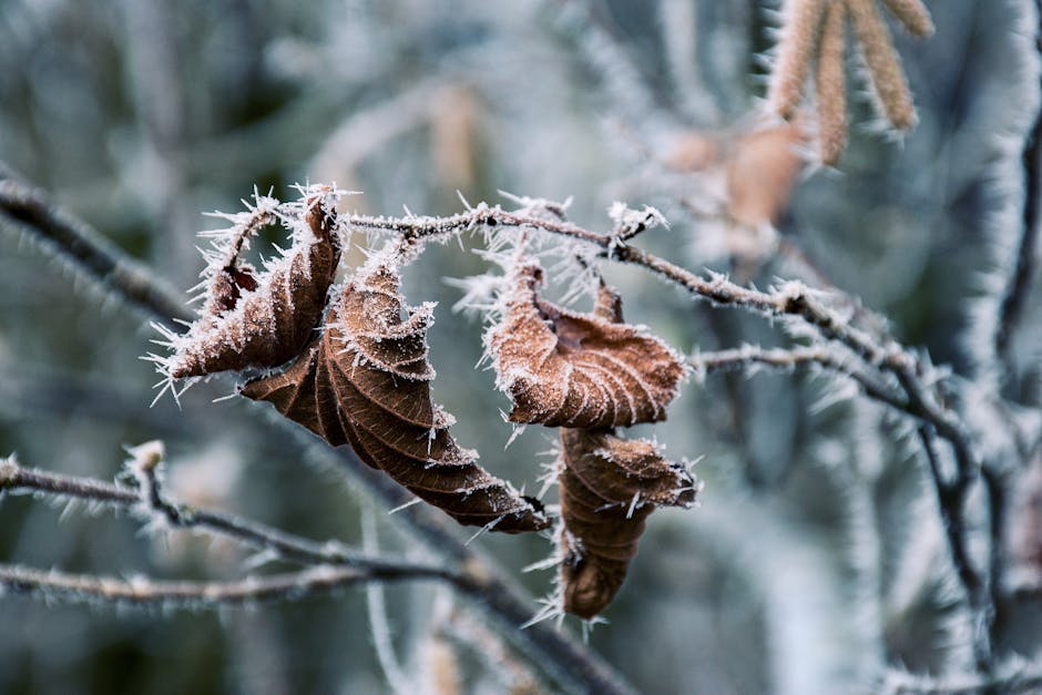 Close-up of frost-covered leaves on branches, highlighting winter's cold beauty.