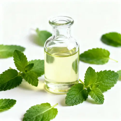 Lemon Balm Extract