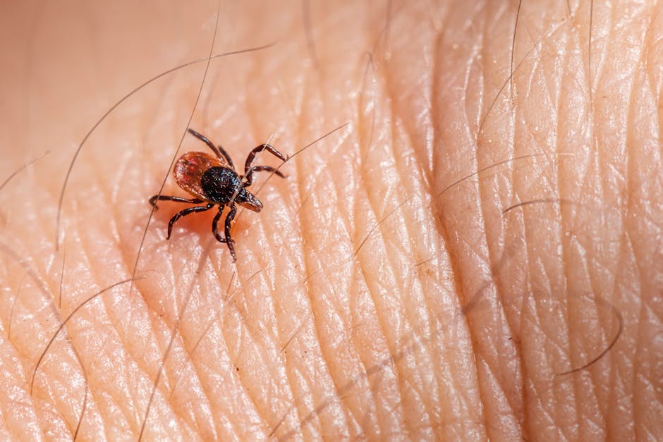 Detailed macro shot of a tick crawling on human skin, showing texture.