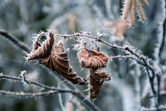 Close-up of frost-covered leaves on branches, highlighting winter's cold beauty.