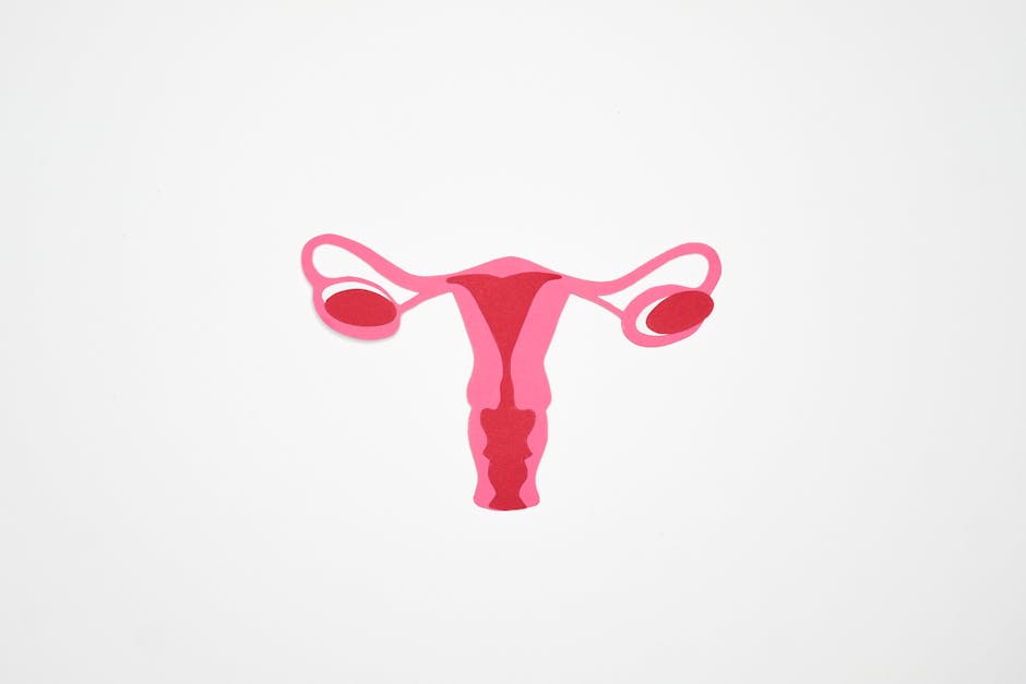 Minimalist graphic illustration of the female reproductive system in shades of pink on a white background.