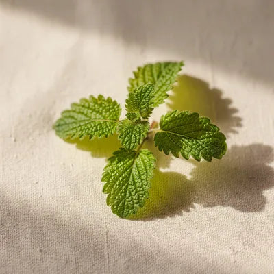 Fresh lemon balm leaves