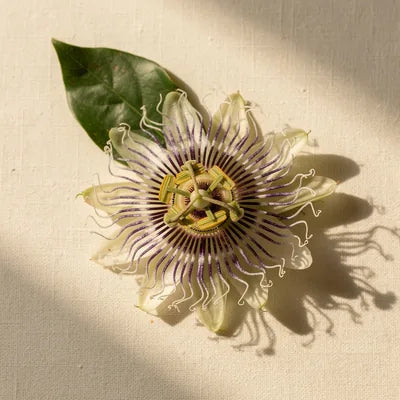 Passion flower bloom